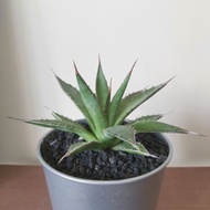 Ready Stock-  Succulent Agave Horrida 多肉 龙舌兰 龍舌蘭 霍利达 live plant non titanota 非仁王冠  绿植