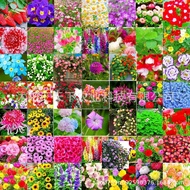 Flower Seed Four Seasons Seed Gypsophila Sunflower Cosmos Hundred Sunflower Sunflower Daisy Mint
