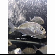 Ikan GT/ Giant Travelly 8/15 cm sudah full air tawar.