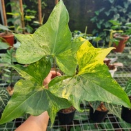 Terlaris anthurium pterodactyl variegata 3 daun pucuk