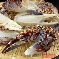 【海鮮7-11】青花蟹腳 3L  長度16-18cm *蟹腳支支肉多飽滿    **每箱4500元**