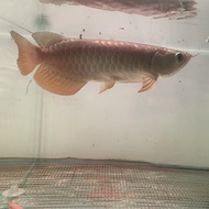 ikan hias arwana golden HB
