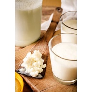 Active Milk Kefir Grains 开菲尔菌种