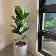 【中高光植栽】 閒琴逸致 • 琴葉榕 | 單幹 | 清水模甕盆