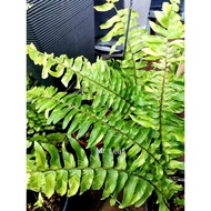 Nephrolepis Exaltata variegated /Tiger Fern