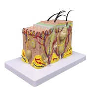 (MYTO) Skin Model 35X Enlarged Anatomical Model Anatomy for Science Classroom Study Display Teaching