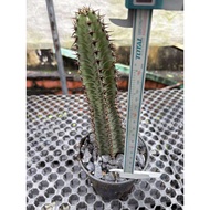 Euphorbia confinalis ssp. Rhodesia cactus succulent