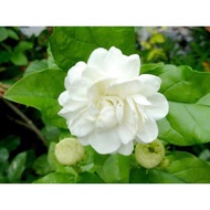 GM JASMINUM SAMBAC GRAND DUKE OF TUSCANY REAL LIVE PLANT MELUR ROSE ANAK POKOKBUNGAMELUR SUSUN HARUM