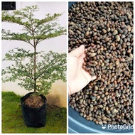 Mixed Seeds African talisay seeds (1/4 kilo) 3GKC