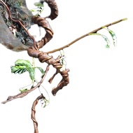 Bonsai asem jawa meliuk ekstrem Alami
