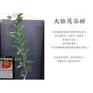 心栽花坊-大粒茂谷/大茂谷柑/嫁接苗/水果苗/柑橘類/售價250特價200