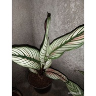 WHITE STAR CALATHEA/Larra thea's affordable