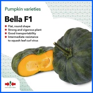 ▼ ❐ ▬ BELLA F1 HYBRID SQUASH (100 GRAMS APPROX. 840 SEEDS) KALABASA by EAST WEST SEED