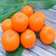 【水果達人】美國砂糖橘4盒(4台斤±10%/盒)