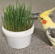 Parrot Cafe Organic Wheat Grass Parrot Treat - Northernparrot