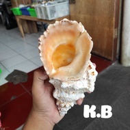 Murah CANGKANG KERANG HIAS/KERANG LAUT HIAS/HIASAN KERANG/SEASHELL/SEASHELLS/KERAJINAN KERANG