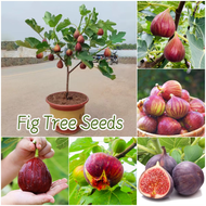 [100% Original Seed] Bonsai Fig Tree Seeds for Planting Fruit Plants (150 Seed) Gardening Fruit Seeds Dwarf Fruit Bearing Trees Fig Tree Seedling Potted Live Plants for Sale Indoor Plants Outdoor Real Plants Ficus Carica Seed Easy To Grow In Philippines