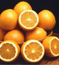 benih/bibit/biji jeruk Valencia orange