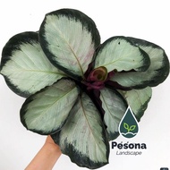 tanaman hias calathea pink rossy - calatea pink rosi - daun 5