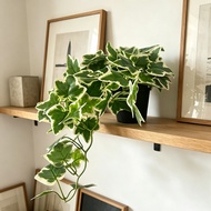 Artificial Green Plants Simulation Ivy Vines, Wall Decoration, Hanging Vines Potted Plants, Office H