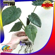 TANAMAN HIAS ALOCASIA BISMA JUMBO