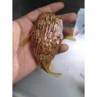 Ikan Hias Buntal DUREN - Ikan Hias Aquarium Air Laut BEST QUALITY