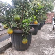 NEW bibit buah jeruk dekopon berbuah