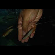 Ikan Arwana Banjar Red 8-10cm