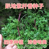 Lying Down Purple Root Coriander Seeds Low Rod Coriander Seeds Small Leaves Strong Fragrance Type Co