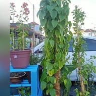 baja..Sekam berbaja..pokok Sacha inchi