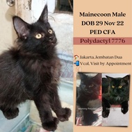Mainecoon Male Polydactyl 7776, PED CFA, 6bln