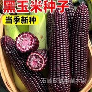 珍珠糯8號黑玉米種孑超甜水果玉米種子高產香脆甜糯糯米紫玉米種