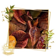 dahon ng talisay sundried catappa leaves for aquarium water conditioning