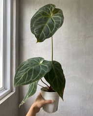 Anthurium Red /Purple  Crystallinum Hybrid 紫水晶雜-花燭