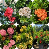 Bunga Ixora （yellow/pink/white/oren/pink）daun kecil