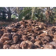 Tandan sawit kosong untuk dijadikan baja tanaman (baja organik) /Empty fruit bunches