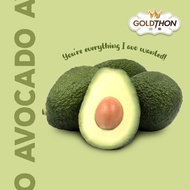 [KLANG Valley ONLY ONLY Australia Shepard Avocado (2pcs)