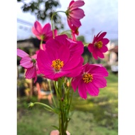 Benih bunga cosmos mangeta (TALL TYPE)