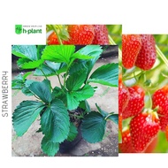 bibit strawberry australia-strawberry jumbo