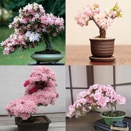 30Pcs Japanese Sakura Seeds Cherry Blossom Flower Seeds Bonsai Rare Tree Plants Biji Benih Pokok Bunga Flower Seeds Malaysia Plants Bonsai Tree Live Indoor Air Plants Gardening Deco