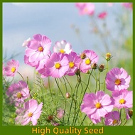 Mixed Color Cosmos Bonsai Seeds(100 seeds)-buto ng bulaklak-buto ng cosmos