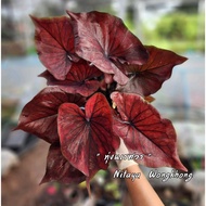 [Up 19/4/68](Shipped Within 2 Days) Caladium Name Of The Naresuan Field Old Bon Worth Collecting 4-I