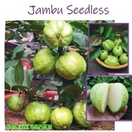 Anak Pokok Jambu Batu Seedless Cepat Berbuah Buah Bulat / Jambu Batu Tiada Biji / Pokok Jambu Batu S