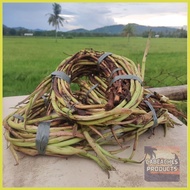 ┐ ✙ ↑ Takway/Daludal/Ugat ng Gabi from Capiz 1kg