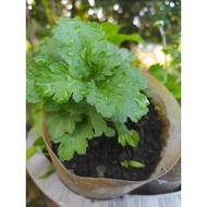 Anak pokok Bunga kekwa
