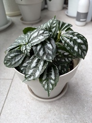 銀斑冷水花盆栽 花葉 鋁葉草 觀賞植物