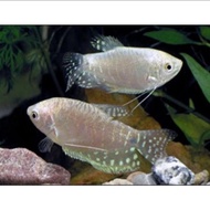 ikan sepat mutiara / sepat albino / sepat putih / ikan hias aquascape