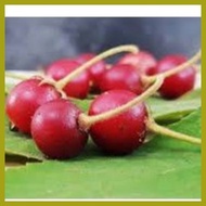 ◷ ◎ ▼ ARATILIS SEED`S "Mansanitas" Kerson Fruit or Muntingia calabura