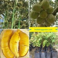 Anak Pokok Durian Musang King (Kahwin) Buah Buahan Fruits Live Plant [WEST MALAYSIA ONLY]