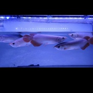 Ikan Arwana Super Red Size Medium